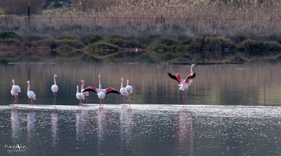 flamingo milos paraskeyas2020c