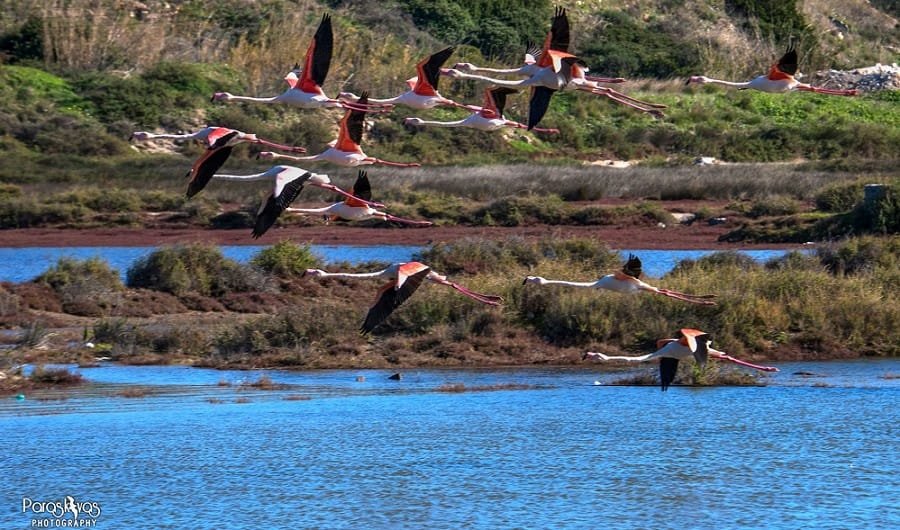 flamingo milos paraskeyas2020bl