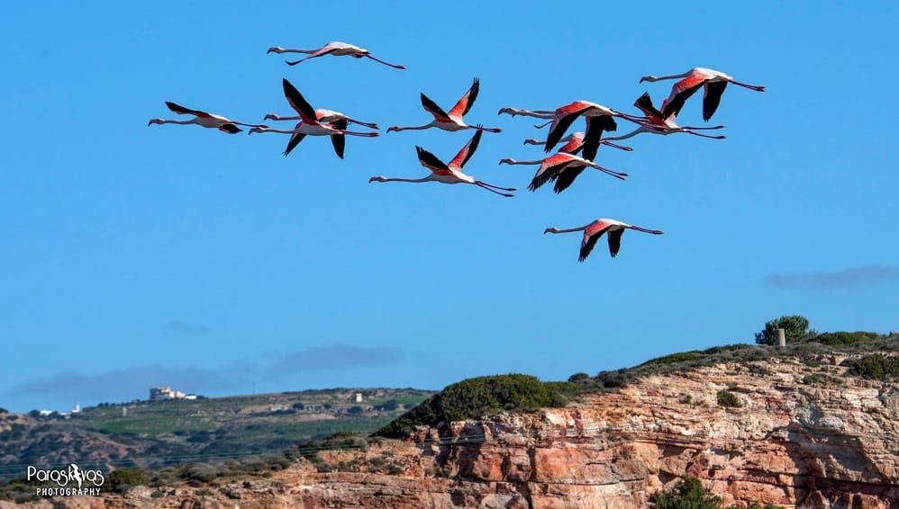 flamingo milos paraskeyas2020d