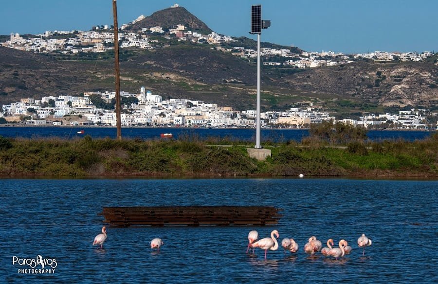 flamingo milos paraskeyas2020l