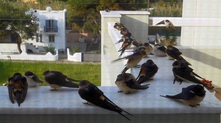 xelidonia exantlimena kyklades