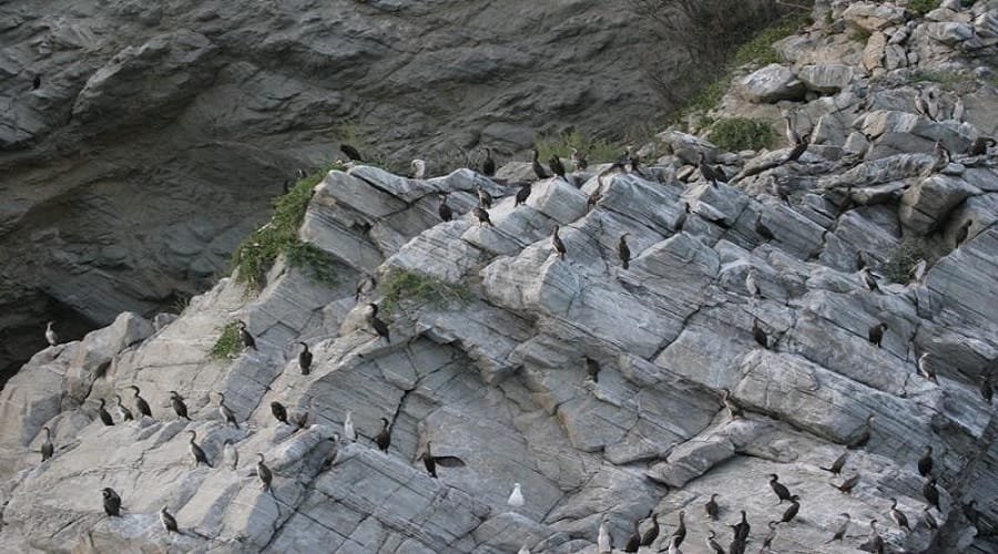 ornithologikh anemogennitries aigaio1