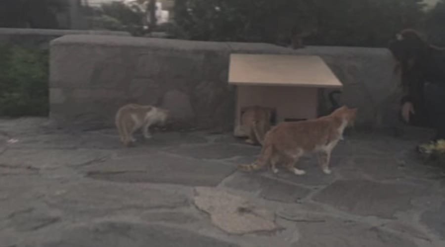 pospom katafygio gates1