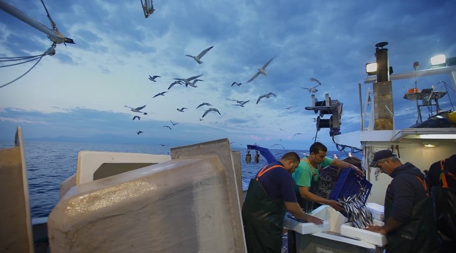 cinedoc 2021 sigh ixthyos