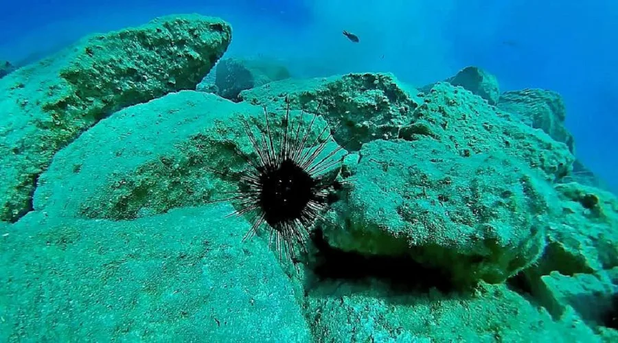 axinos diadema setosum folegandros