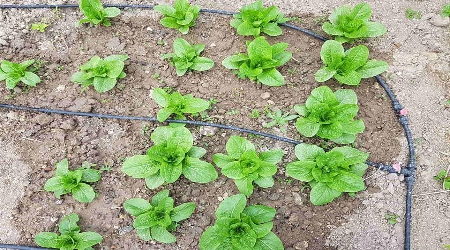 epal laxanokipos milos 2022c