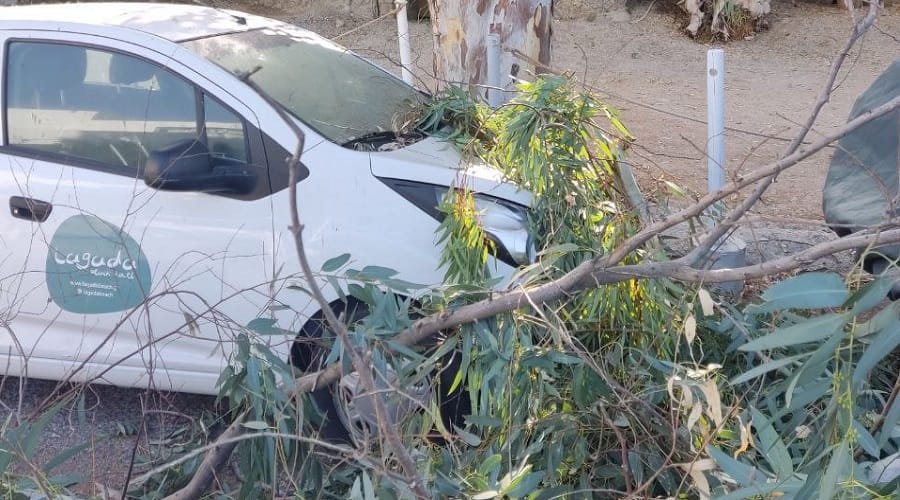 lagada katarreysh eykalyptwn 2022b