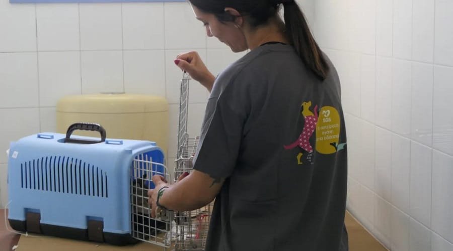 save greek stray milos 2022b