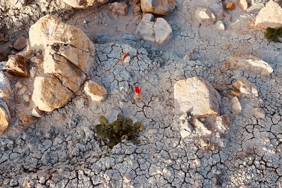 louvari paparouna mpentonith 2023