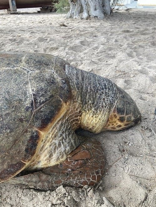 lagkada xelwna nekrh 2023a min