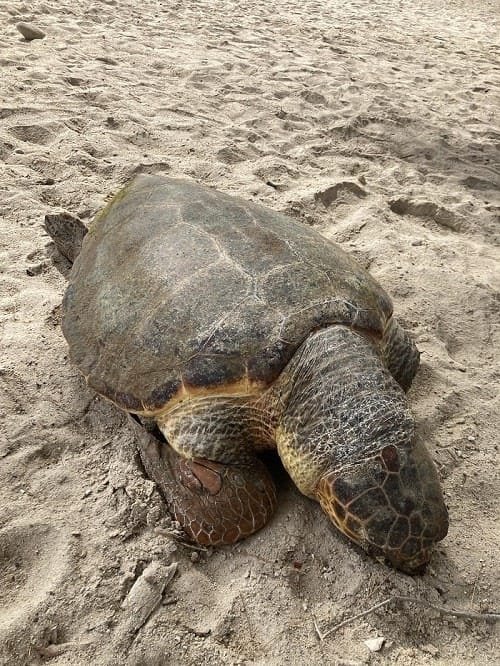 lagkada xelwna nekrh 2023b min