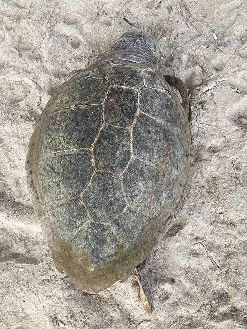 lagkada xelwna nekrh 2023c min